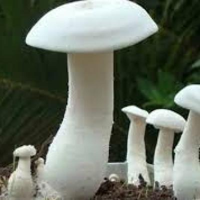 Mushrooms