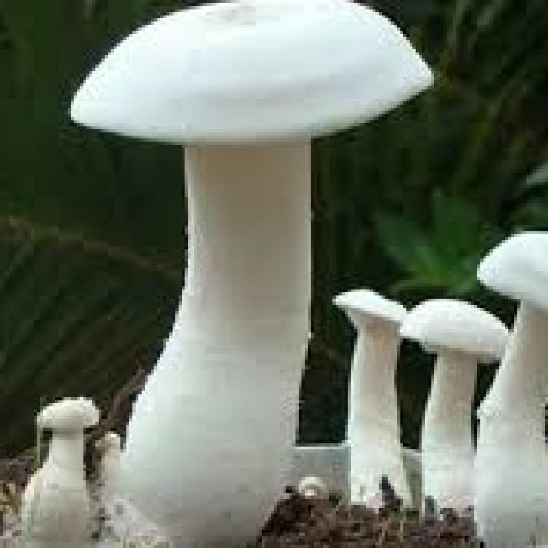 Mushrooms